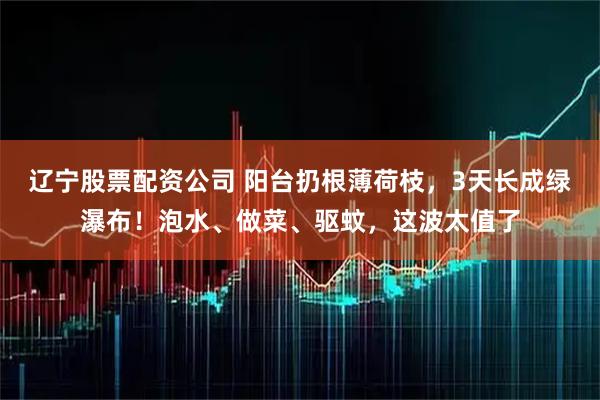 辽宁股票配资公司 阳台扔根薄荷枝，3天长成绿瀑布！泡水、做菜、驱蚊，这波太值了